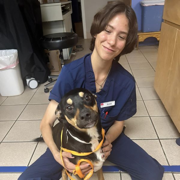 vet staff with a dog